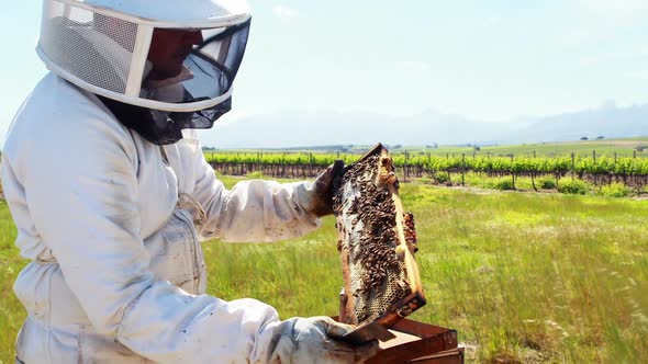 Beekeeper examining beehive alt
