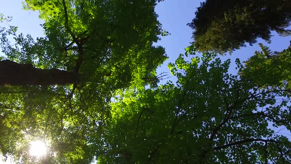Slowly Walking Under Big Tree Summer Crowns