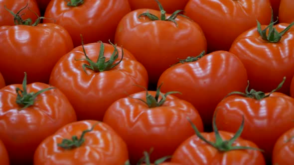 Close up panning shot of fresh ripe red colored tomatoes lighting outdoors alt