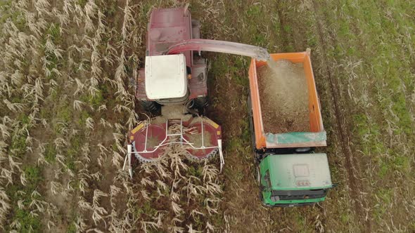 Self-propelled Harvester Removes Corn in the Back of a Dump Truck alt
