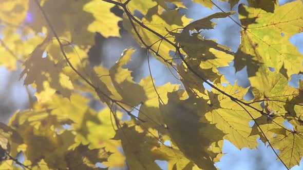 Autumn maple leaves on tree branches. alt