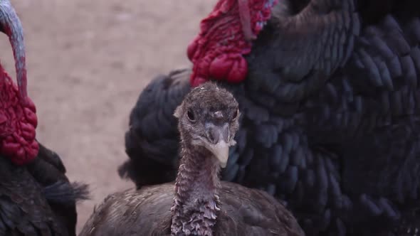 Closeup of little turkey chick standing between adult parents, handheld, day alt