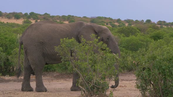 Elephant walking in Masai Mara alt