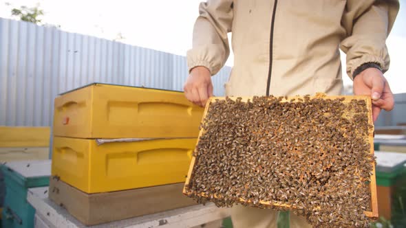 Beekeepers Looking at the Panel From the Beehive