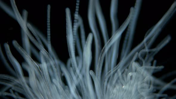 Worm Polychaeta of Family Terebellidae Under the Microscope Phylum Annelida alt