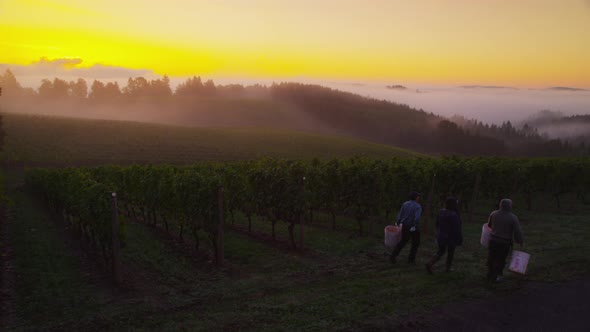 Oregon, USA - October 4, 2013: Workers prepare for harvest at sunrise in vineyard. Shot on RED EPIC  alt