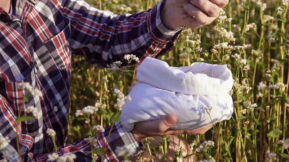 An agronomist in a buckwheat field with a bag of buckwheat in his hands. alt