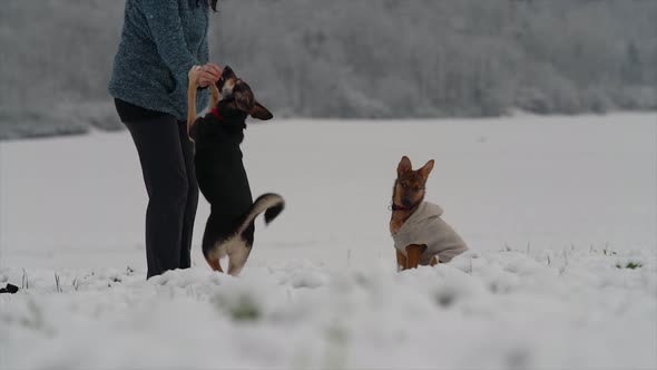 Dog and puppy practicing commands. Obedient dogs alt