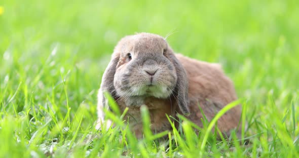 Lop-eared rabbit jumps on the lawn and chews the grass.