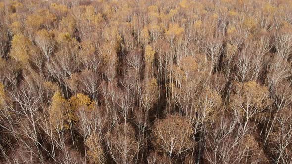 Drone flight over fall forest. Autumn leaves and trees. Dull Autumn