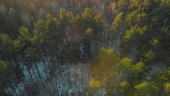 Flying Drone Over the Tops of Pine Trees in Winter Forest alt