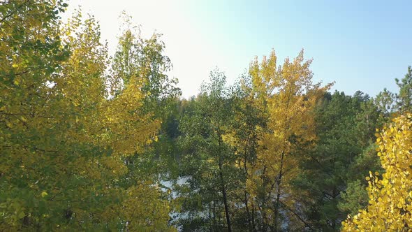 The Look of the Yellow Leaves of the Trees on the Side of Lake Saimaa in Finland