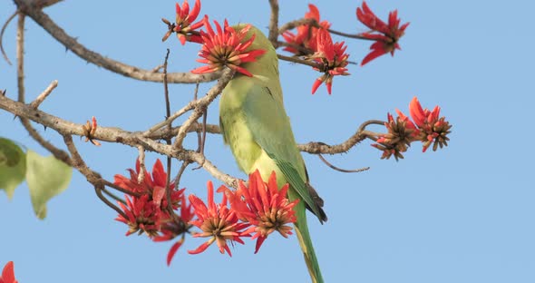 A 4k footage of a green Parrot that drinks nectar from blooming red flowers 