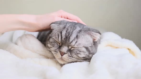 A cute gray Scottish Fold cat with yellow eyes lies on a light beige blanket and falls asleep.