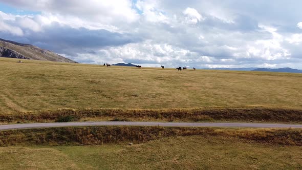 Zoom Shot of Darkcoloured Horses Grazing Grass on Hills