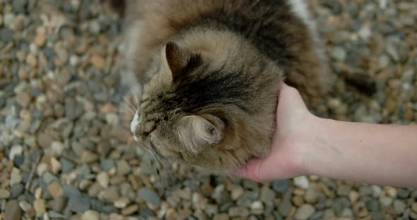 First Person View of Cute Spotted Cat Feeling Relaxing and Happy Closeup