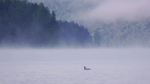 A Loon passing by on a misty morning on a lake. alt
