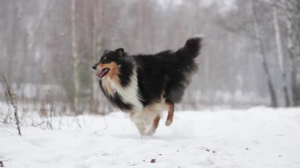 Funny Young Shetland Sheepdog, Sheltie, Collie Playing Outdoor In Snow, Winter Season. Playful Pet alt