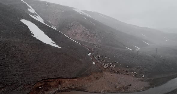 Livestock in Snow alt