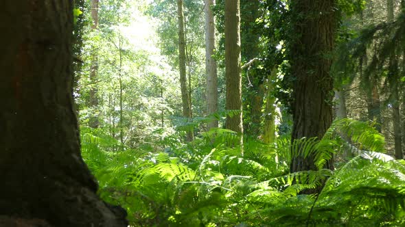 Panning Through Remote Forest