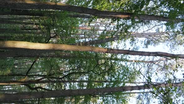 Vertical Video of a Forest with Pine Trees alt