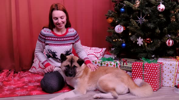 A Woman Strokes an American Akita at Home on Christmas Day Near the Christmas Tree alt