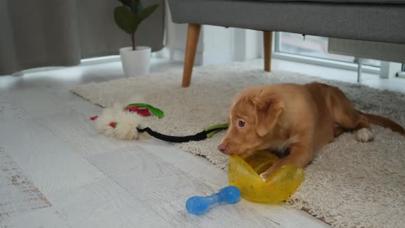 Toller Puppy Biting Broken Rubber Ball alt