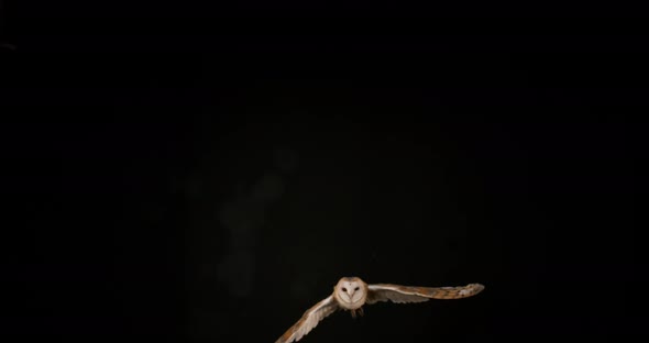 Barn Owl, tyto alba, Adult in flight, Normandy, Slow Motion 4K