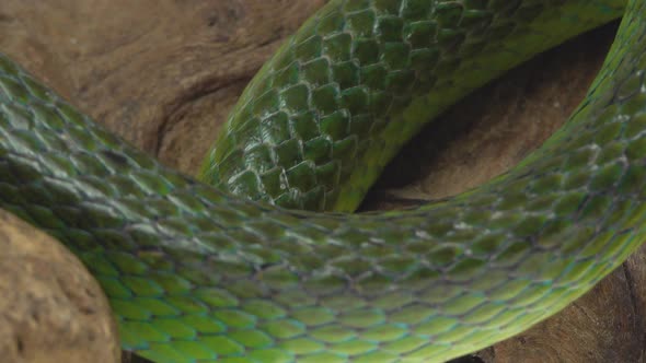 Rhinoceros Ratsnake or Rhynchophis Boulengeri. Also Known As Rhinoceros Snake, Rhino Rat Snake alt