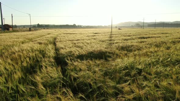 Wheat Field in Spring at Sunrise