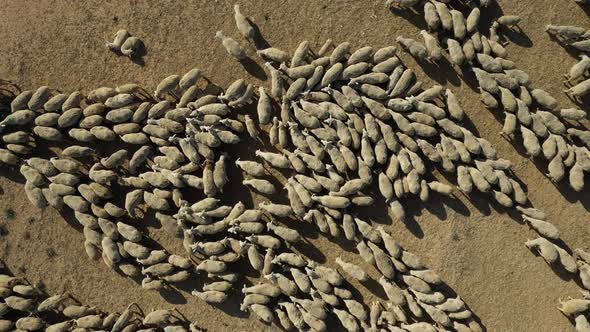 Aerial View of Herd of Sheep Moving Randomly on a Dry Grazing