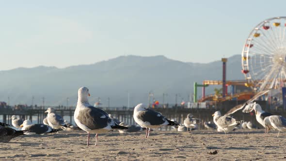 Sea Gulls on Sunny Sandy California Beach, Classic Ferris Wheel in Amusement Park on Pier in Santa