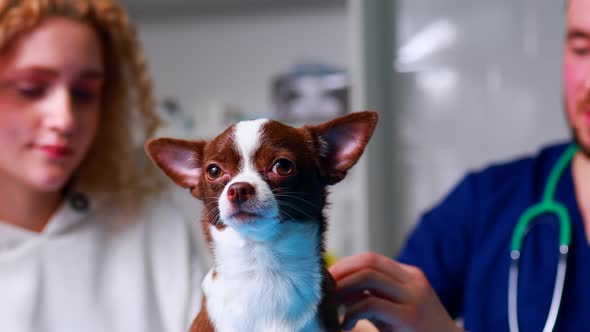 Young Male Vet with a Cute Beautiful Dog and Owner in Clonic Checking Up a Pet alt