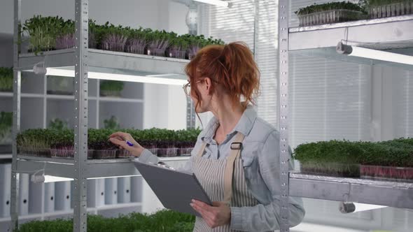 Female Farmer Grows Microgreens in Containers Inspects and Records the Condition of Sprouts While alt
