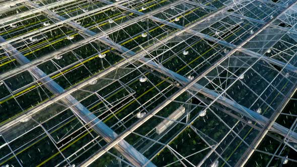 Aerial Top View of Venlo or Dutch Greenhouse Plant alt