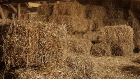 Shallow DOF stacks of baled hay in curing process 4K 2160p 30fps UltraHD tilting footage - Winter an alt