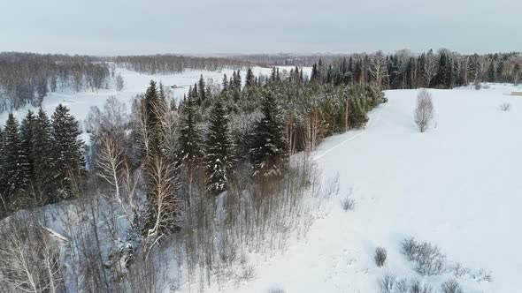 Winter Forest Landscape.