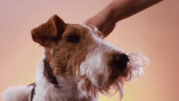 The Mistress's Hand Strokes the Fox Terrier's Head on an Orange Pink Gradient Background. Close Up alt