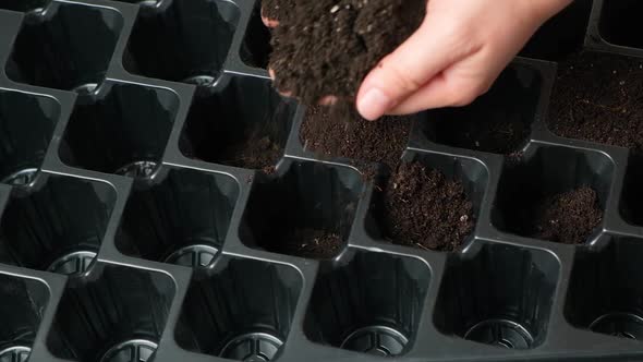A Woman Pours Soil Into a Tray for Seedlings alt