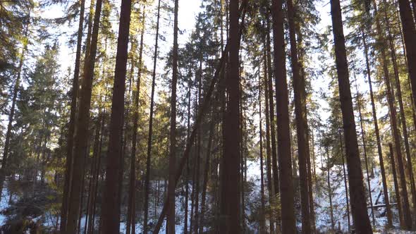 Dolly Shot of Sun Light Breaking Through Trees in Early Morning alt