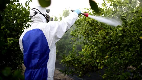 Farmer spray pesticide on fruit lemon trees., Stock Footage | VideoHive