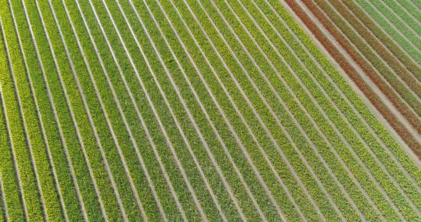 Aerial view of tulip fields, Flevoland, Netherlands. alt