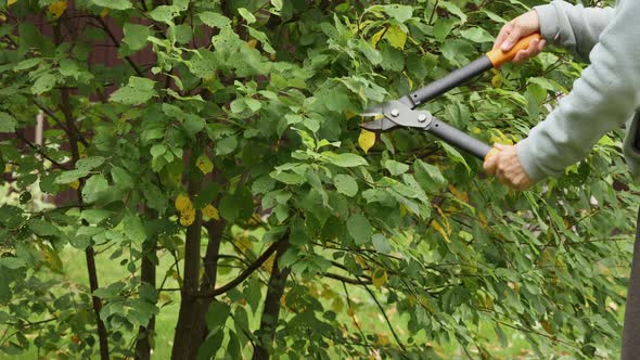 Woman Cuts Branches on Bush in Garden