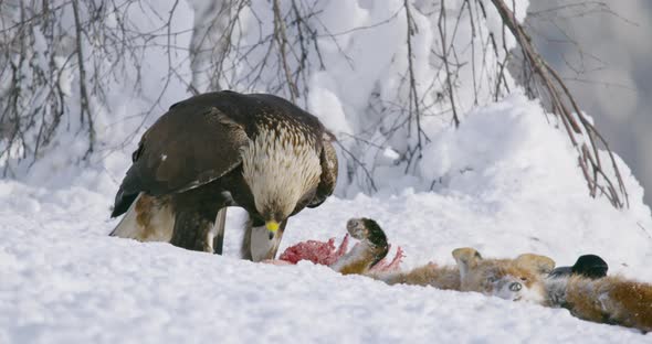 Majestic Golden Eagle Eats on a Prey in the Mountains at Winter