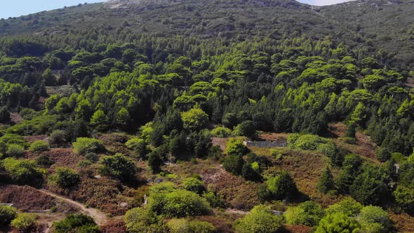 Aerial Drone View Flight Over Pine Tree Forest in Mountain in Albania 