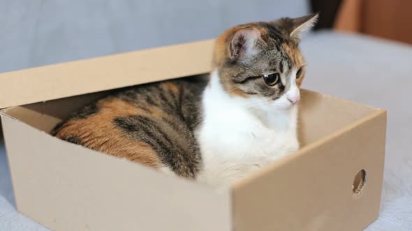 box the cat
