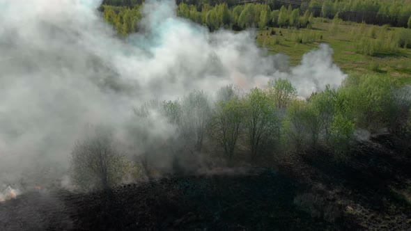 the Grass is Burning in the Forest alt