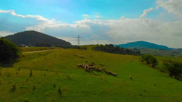 Flying towards herd of sheep, scaring them off and fly above them. Swallows flying by. alt
