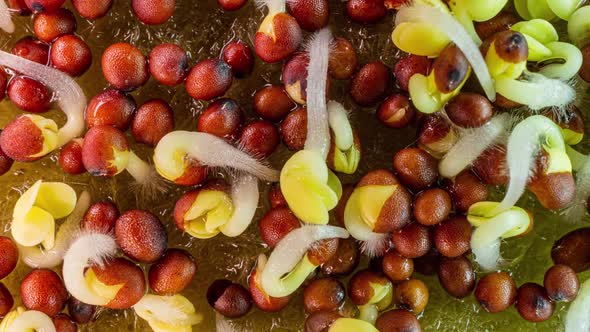 Time Lapse of Sprouting Japanese Cabbage Seeds Germination of Microgreens Closeup Healthy Eating alt