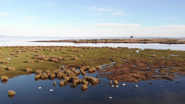 swans and birds flocks resting at relaxed sea aerial drone